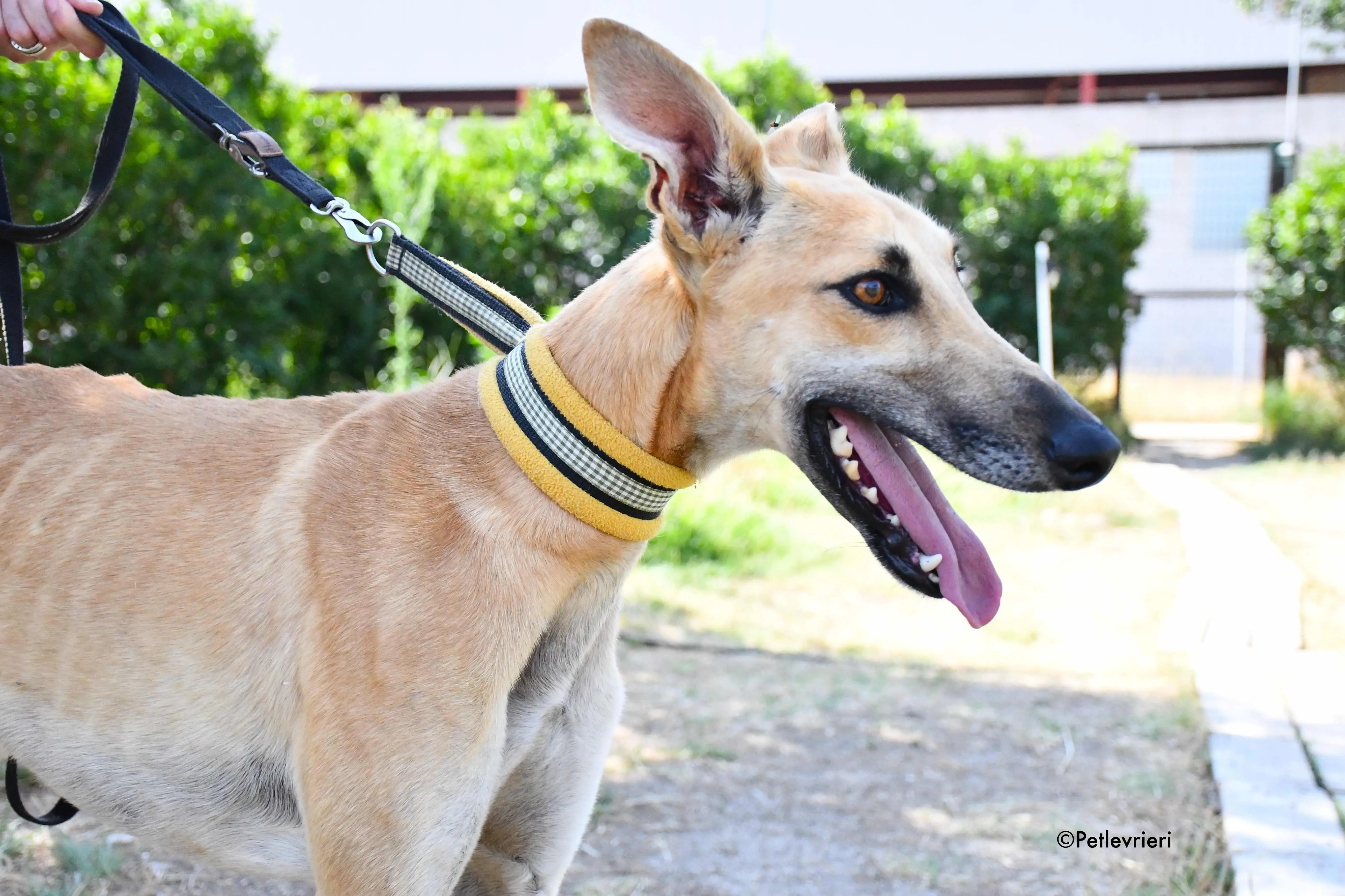 Vano adozione levrieri galgo 2