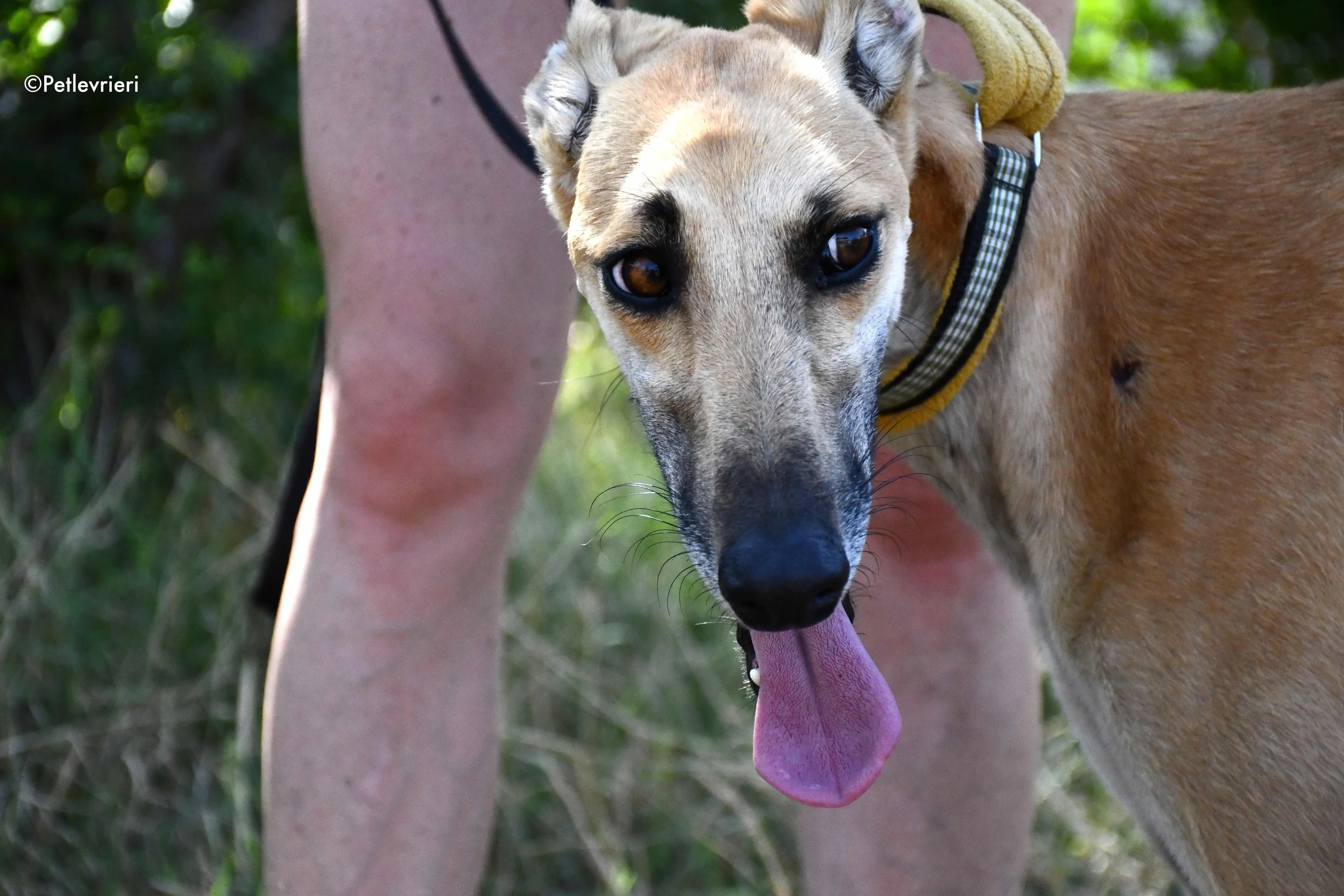 Vano adozione levrieri galgo 5