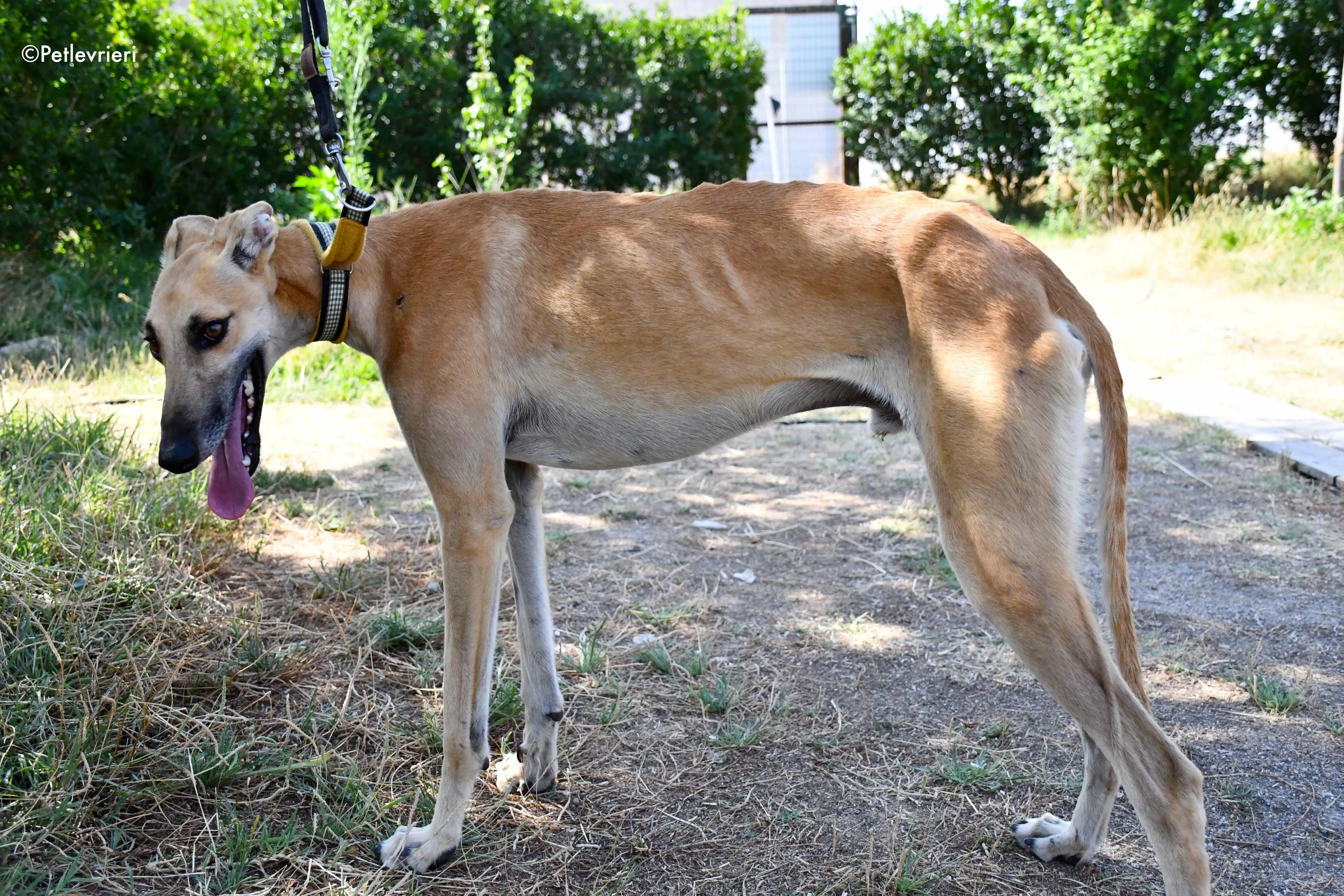 Vano adozione levrieri galgo 6