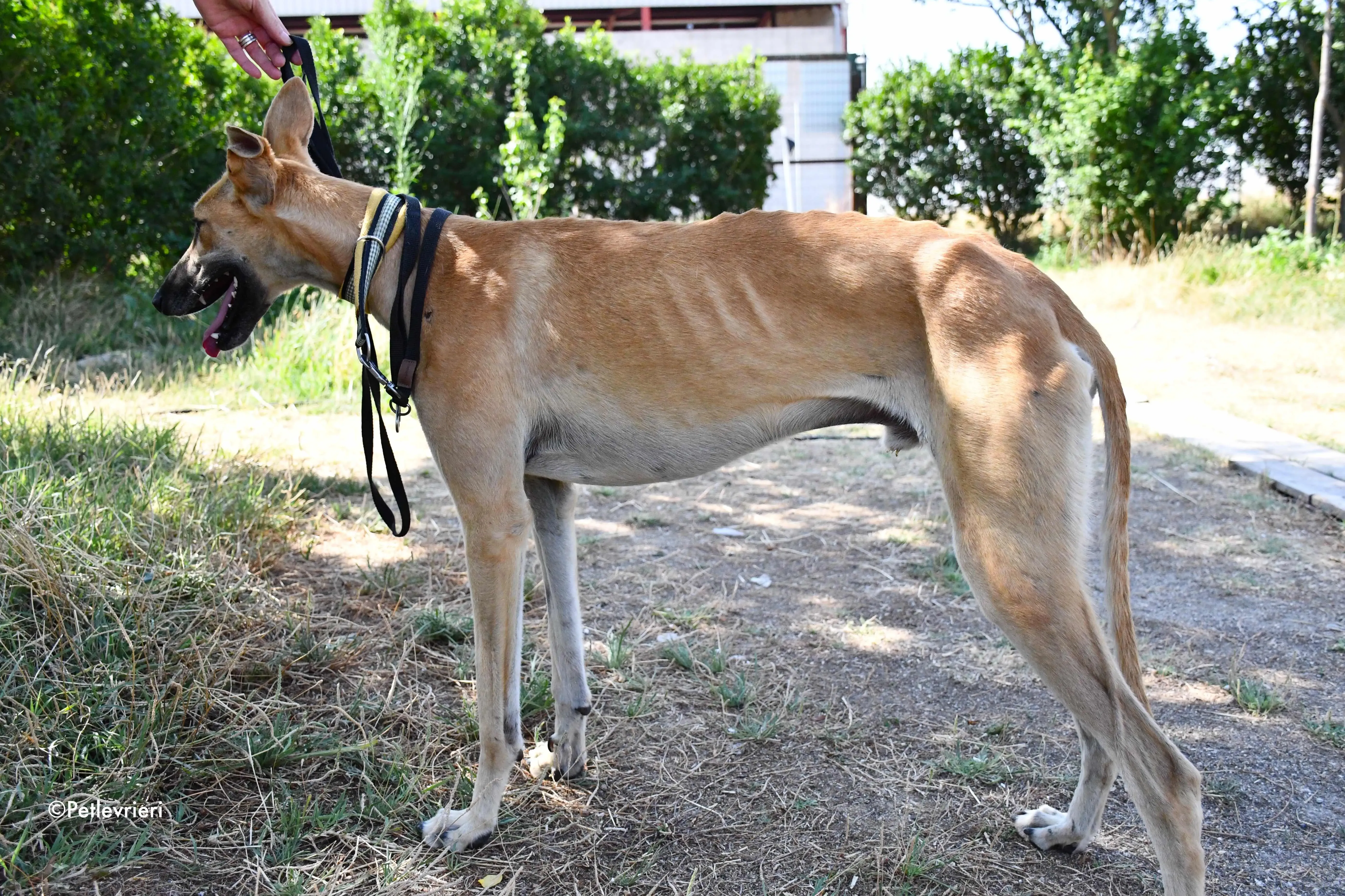 Vano adozione levrieri galgo 7
