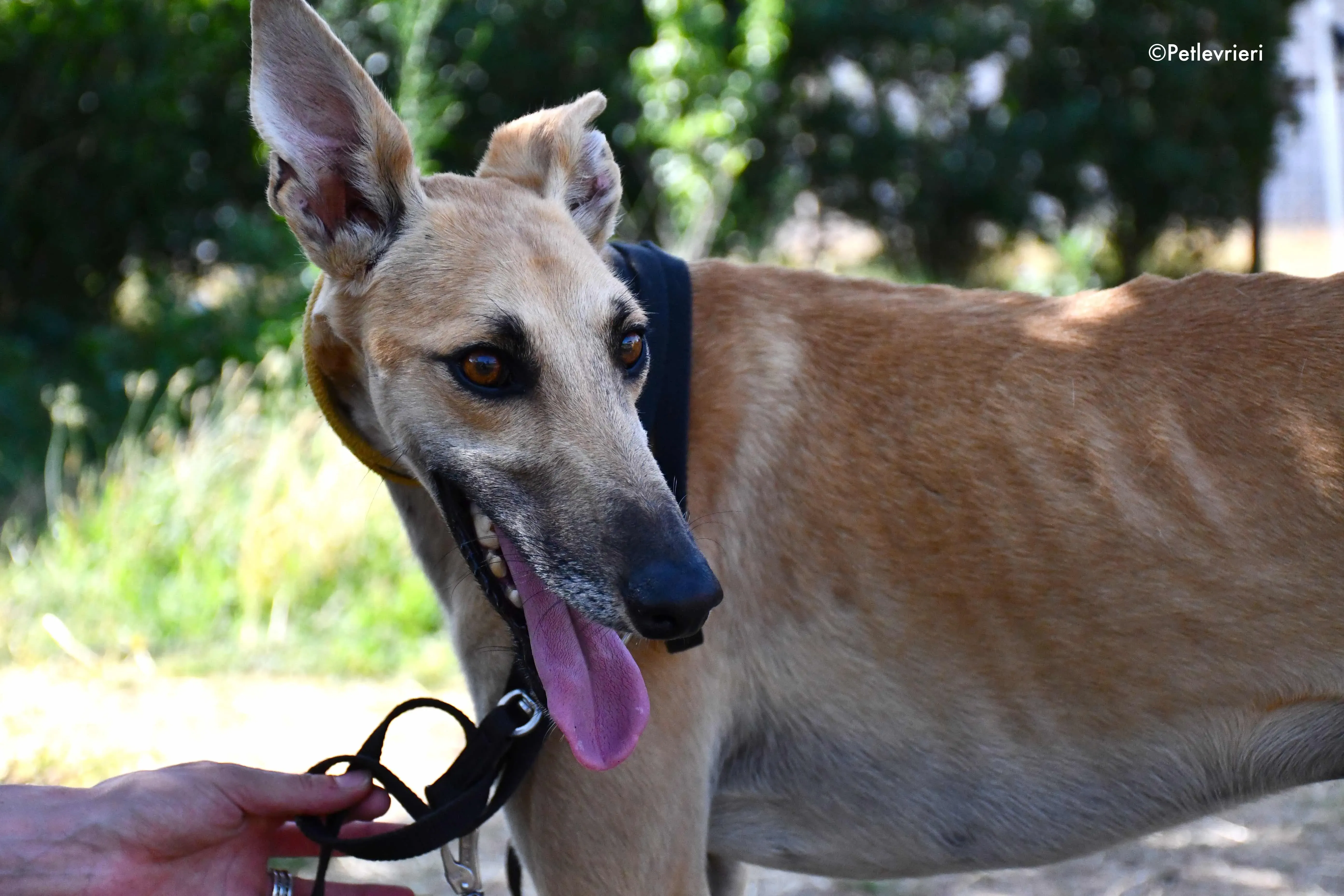 Vano adozione levrieri galgo 8