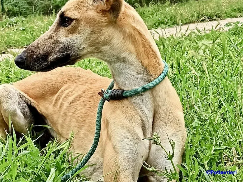 Vano adozione levrieri galgo