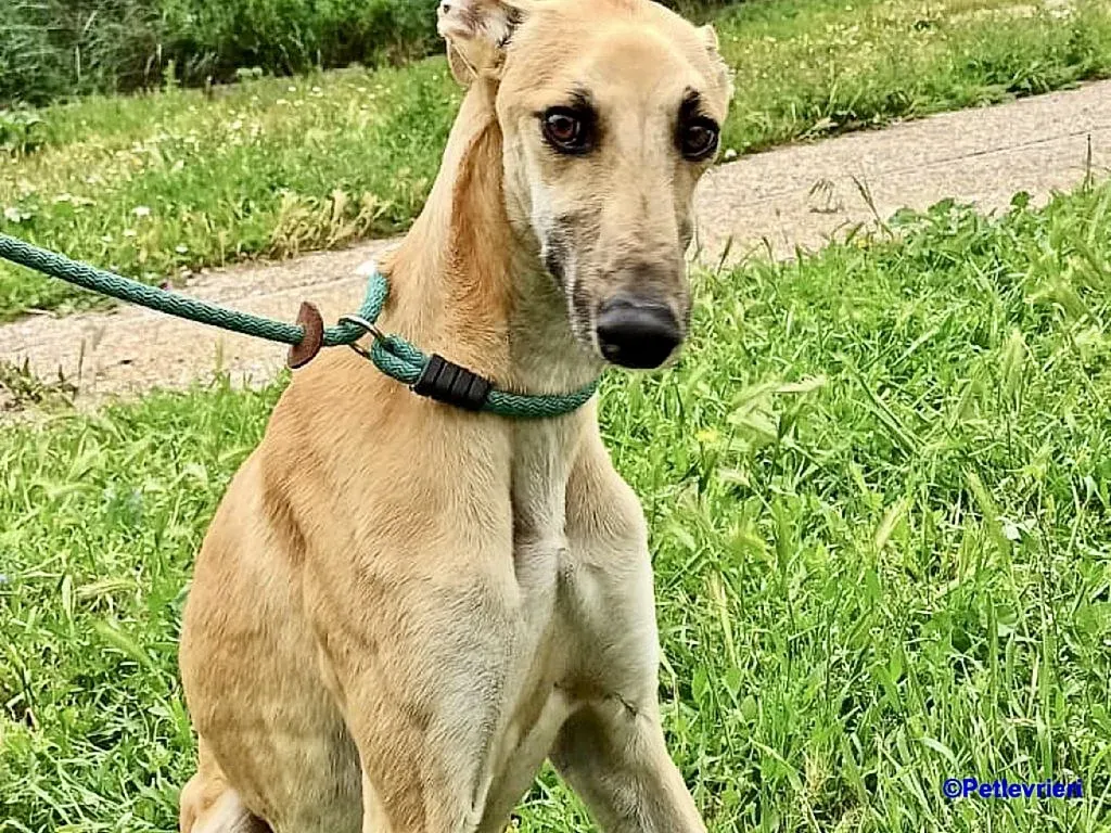Vano adozione levrieri galgo 1