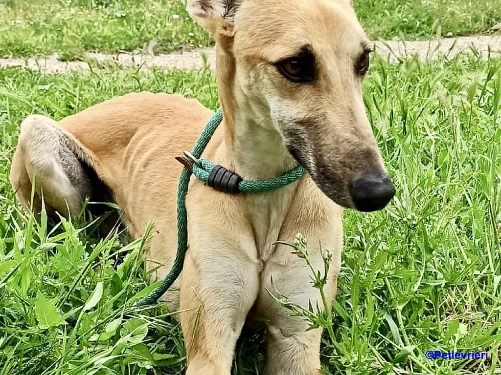 Vano adozione levrieri galgo 2