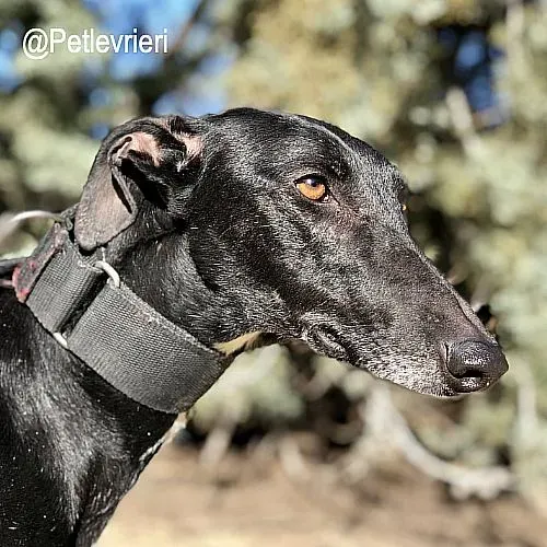 Vega adozione levrieri galgo 1