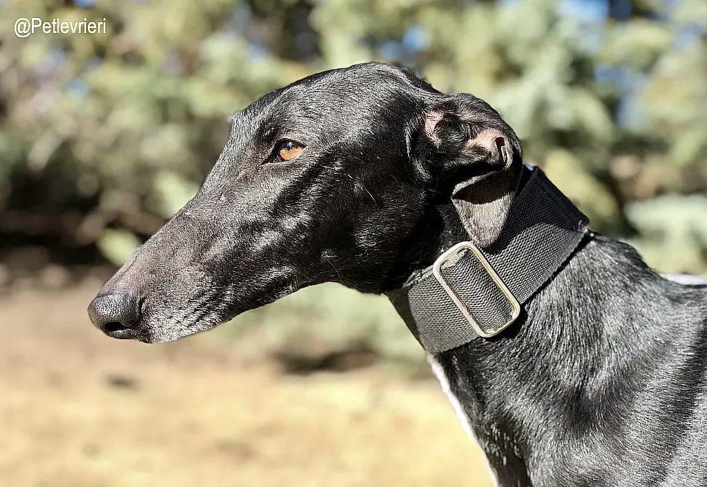 Vega adozione levrieri galgo 2