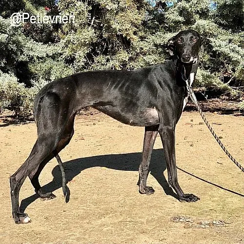 Vega adozione levrieri galgo 3