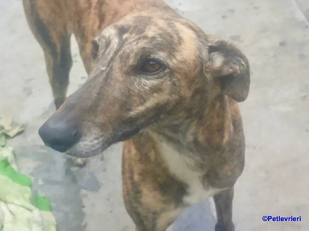 Veloz adozione levrieri galgo