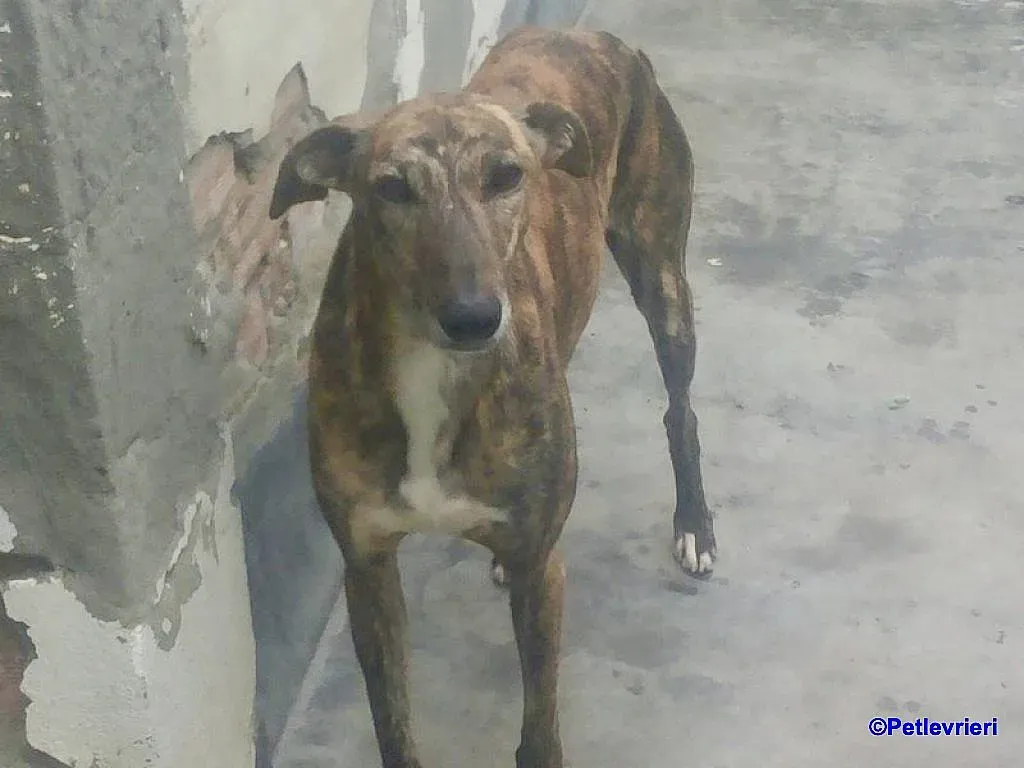 Veloz adozione levrieri galgo 1