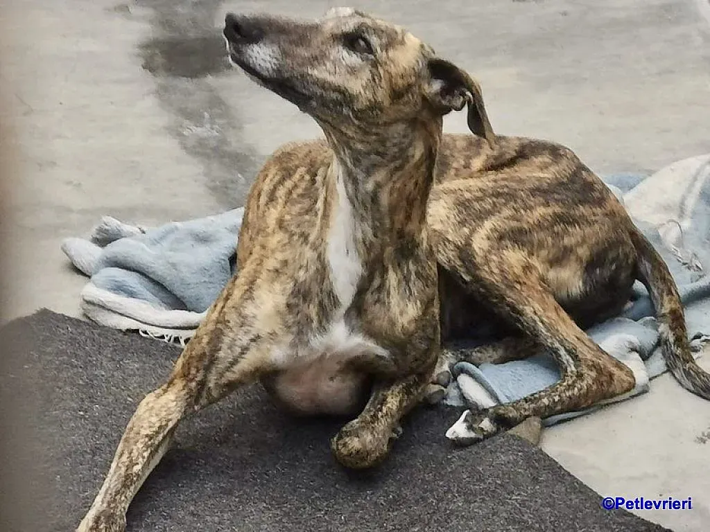 Veloz adozione levrieri galgo 2