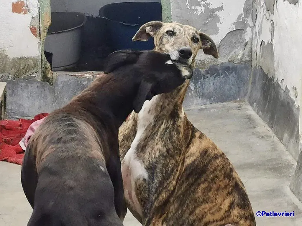 Veloz adozione levrieri galgo 3