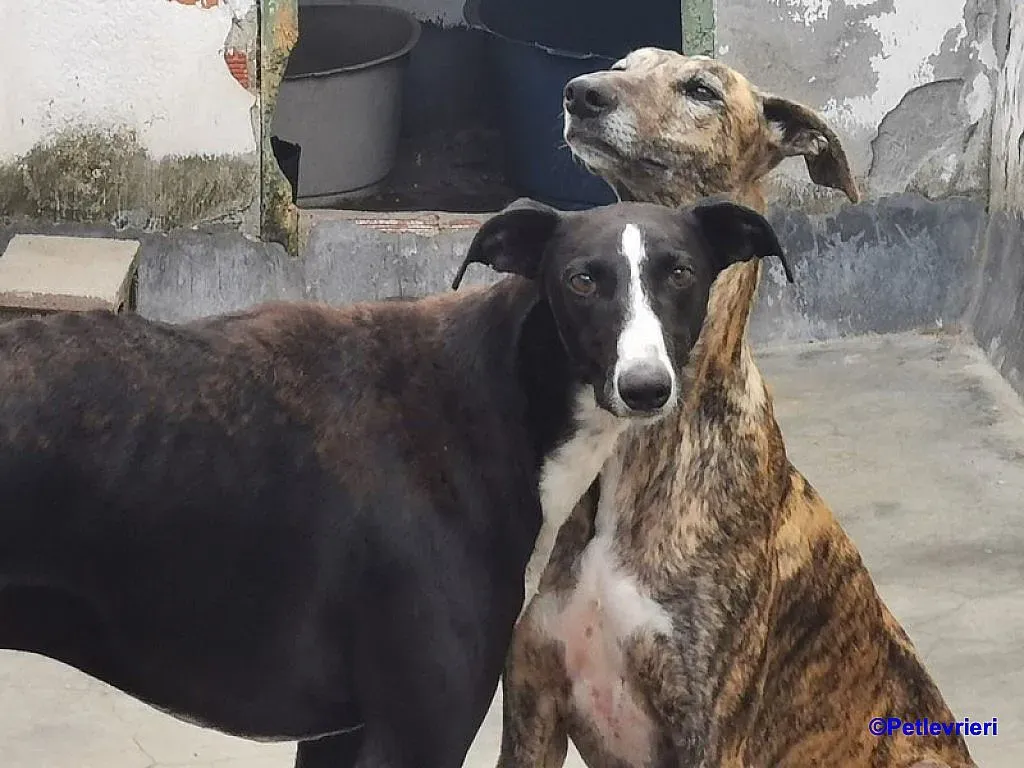 Veloz adozione levrieri galgo 4