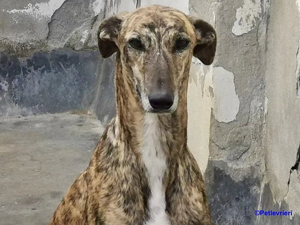 Veloz adozione levrieri galgo 5