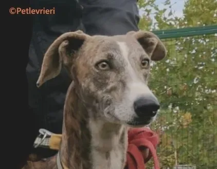 Venus galgo adozione pet levrieri onlus 0 1