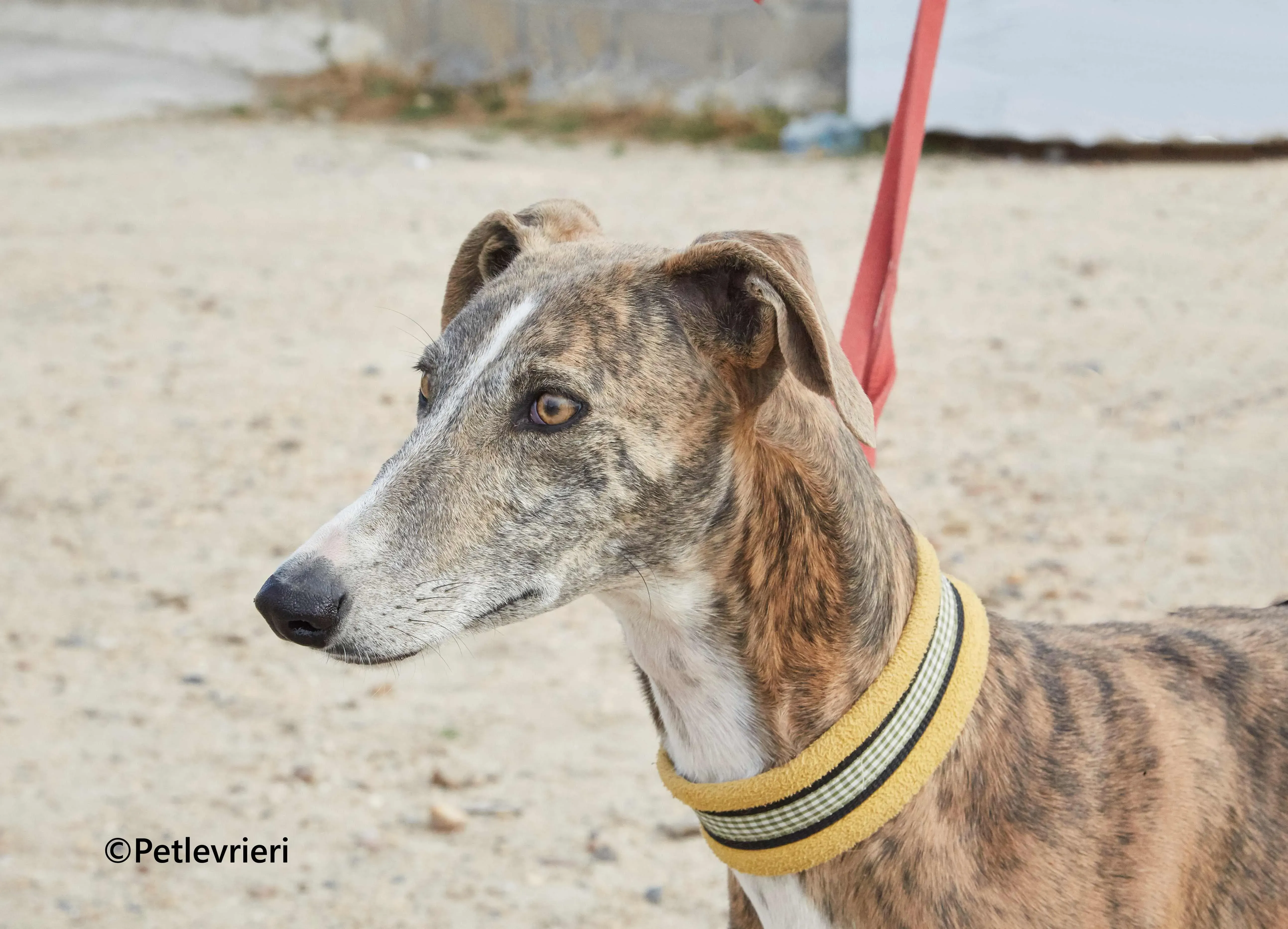 Venus galgo adozione pet levrieri onlus 1