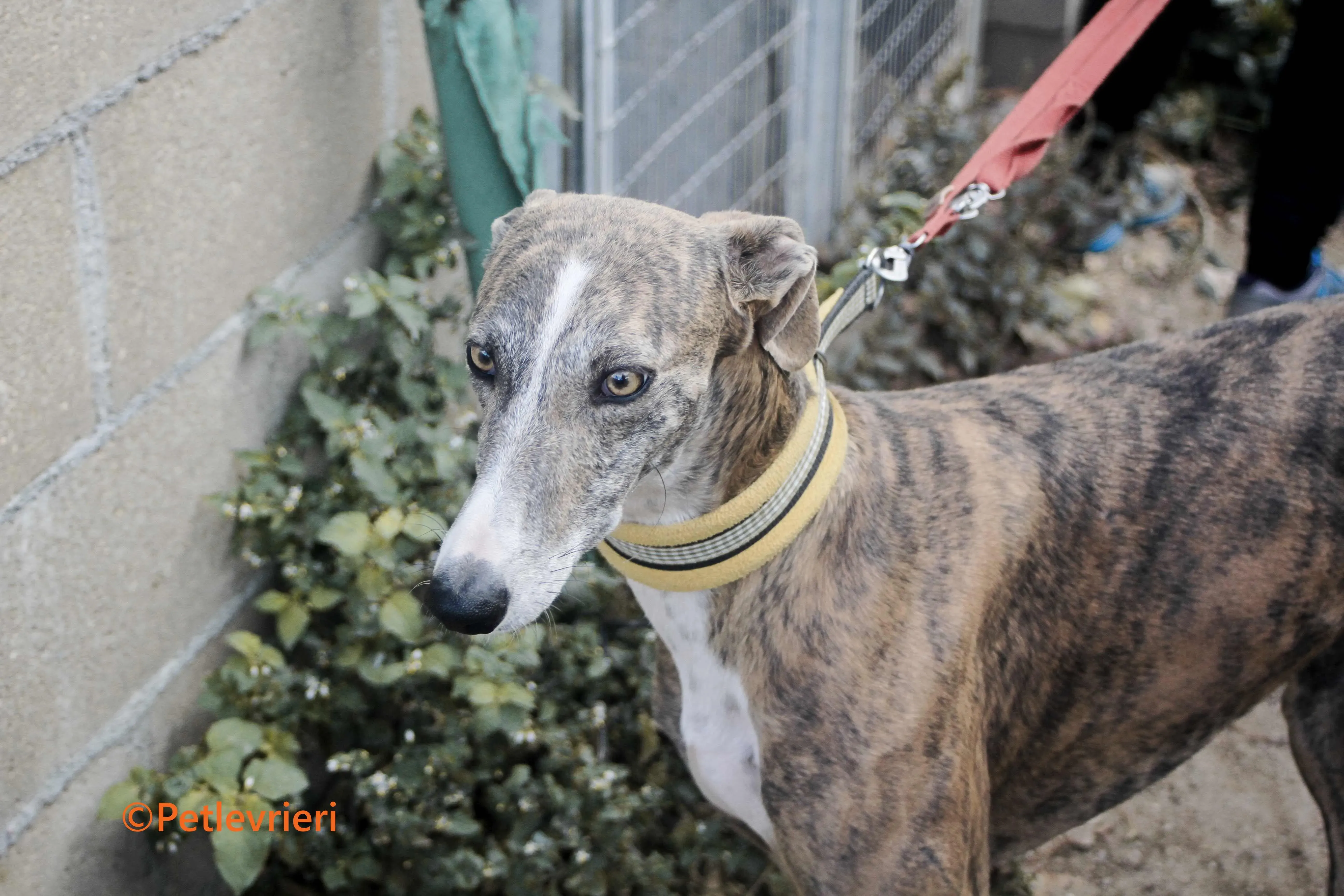 Venus galgo adozione pet levrieri onlus 10