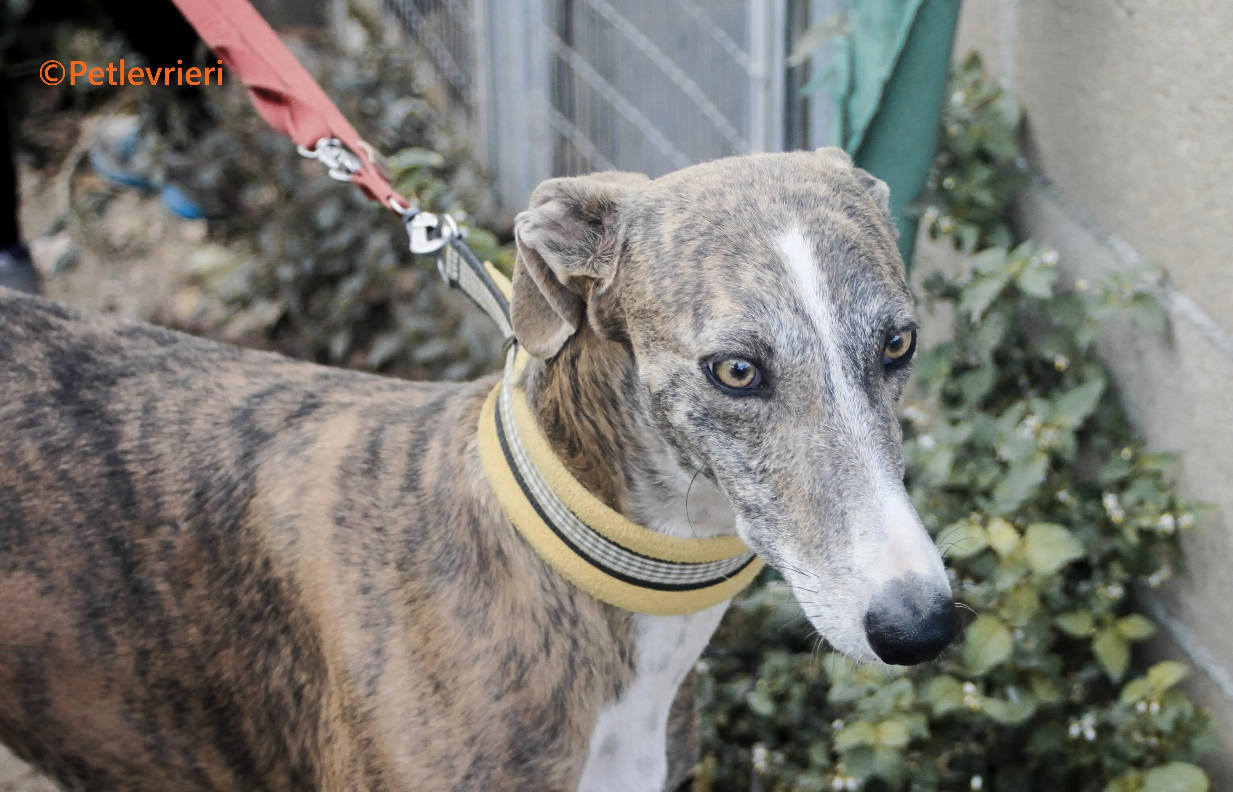 Venus galgo adozione pet levrieri onlus 11