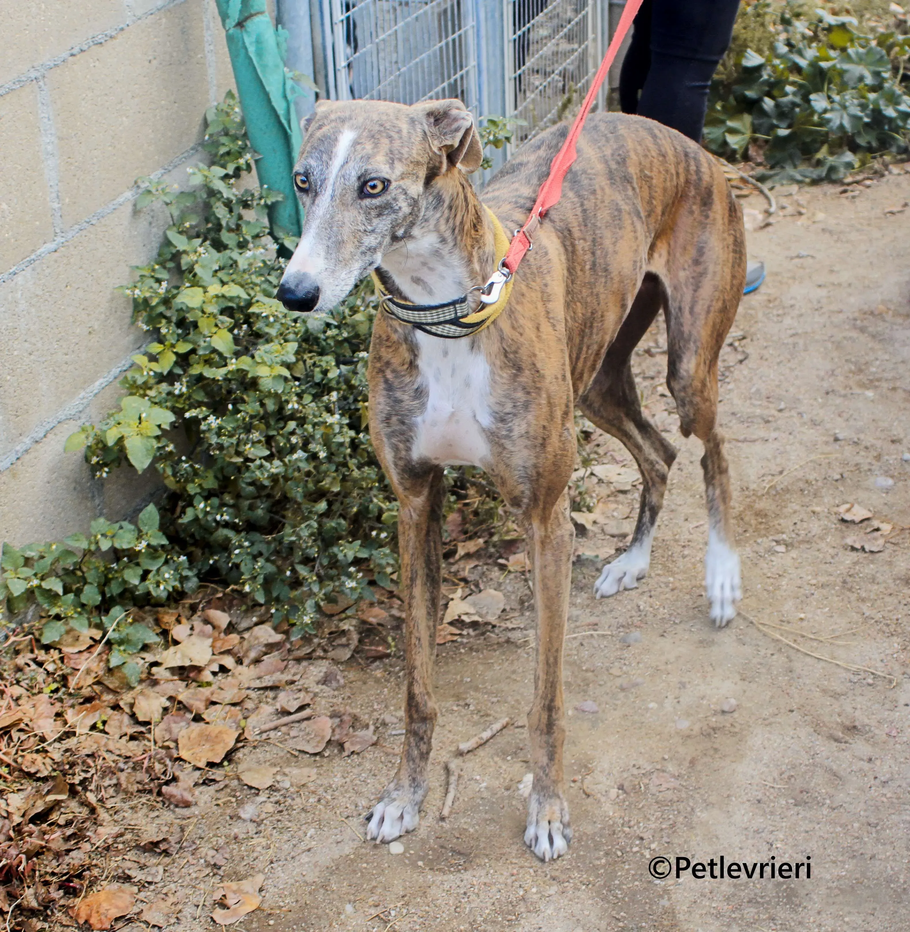 Venus galgo adozione pet levrieri onlus 12