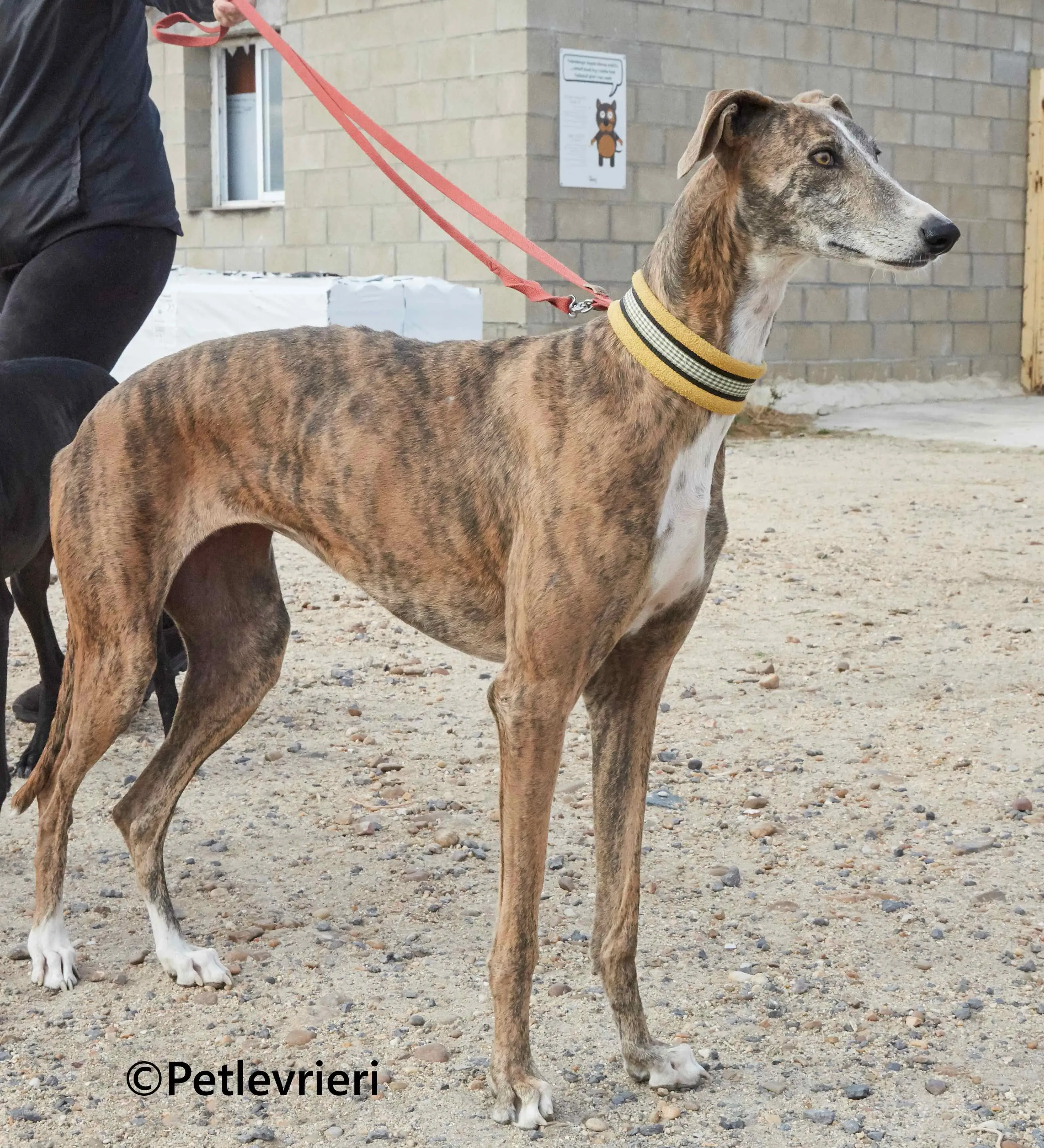 Venus galgo adozione pet levrieri onlus 2 1