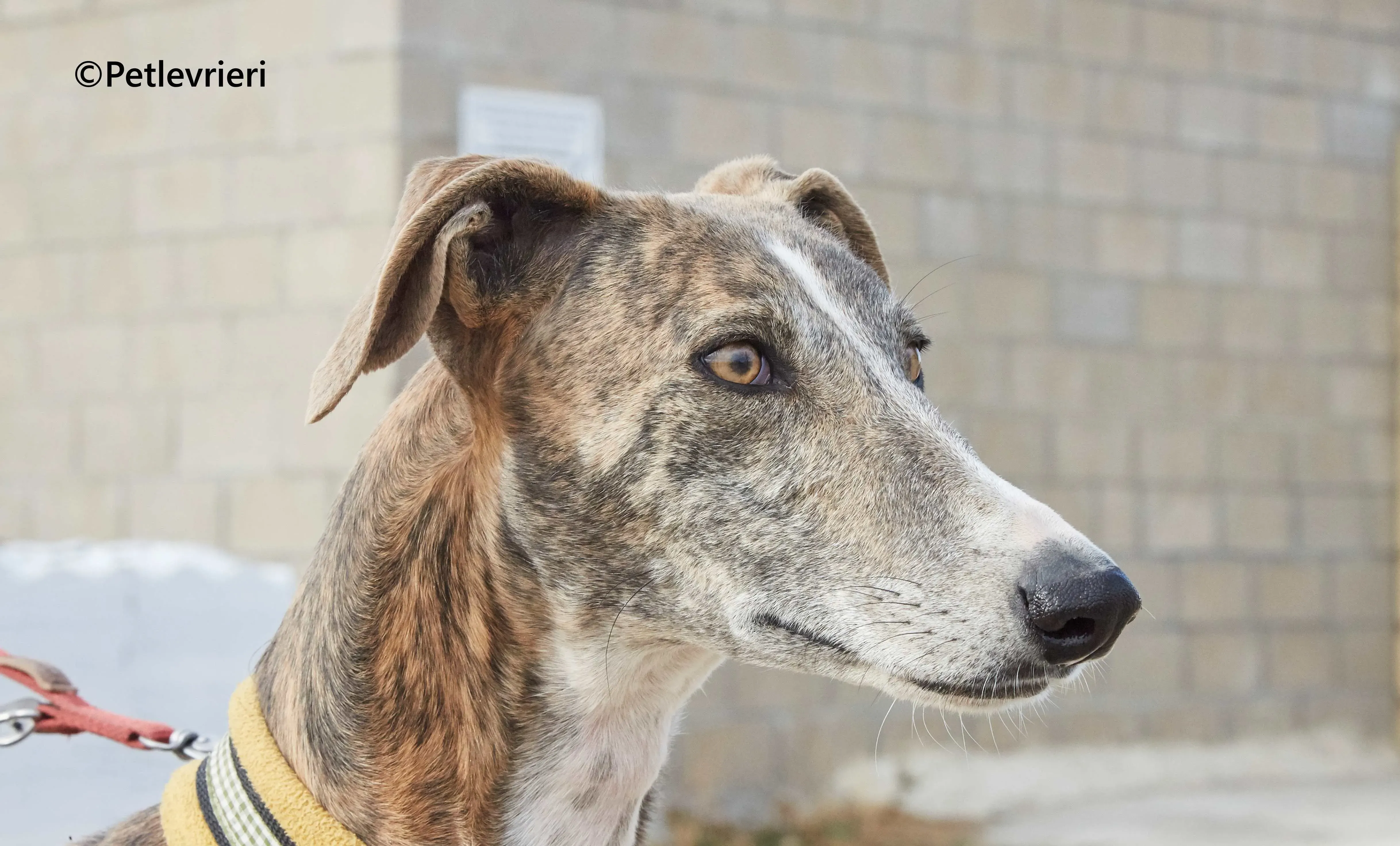 Venus galgo adozione pet levrieri onlus 3