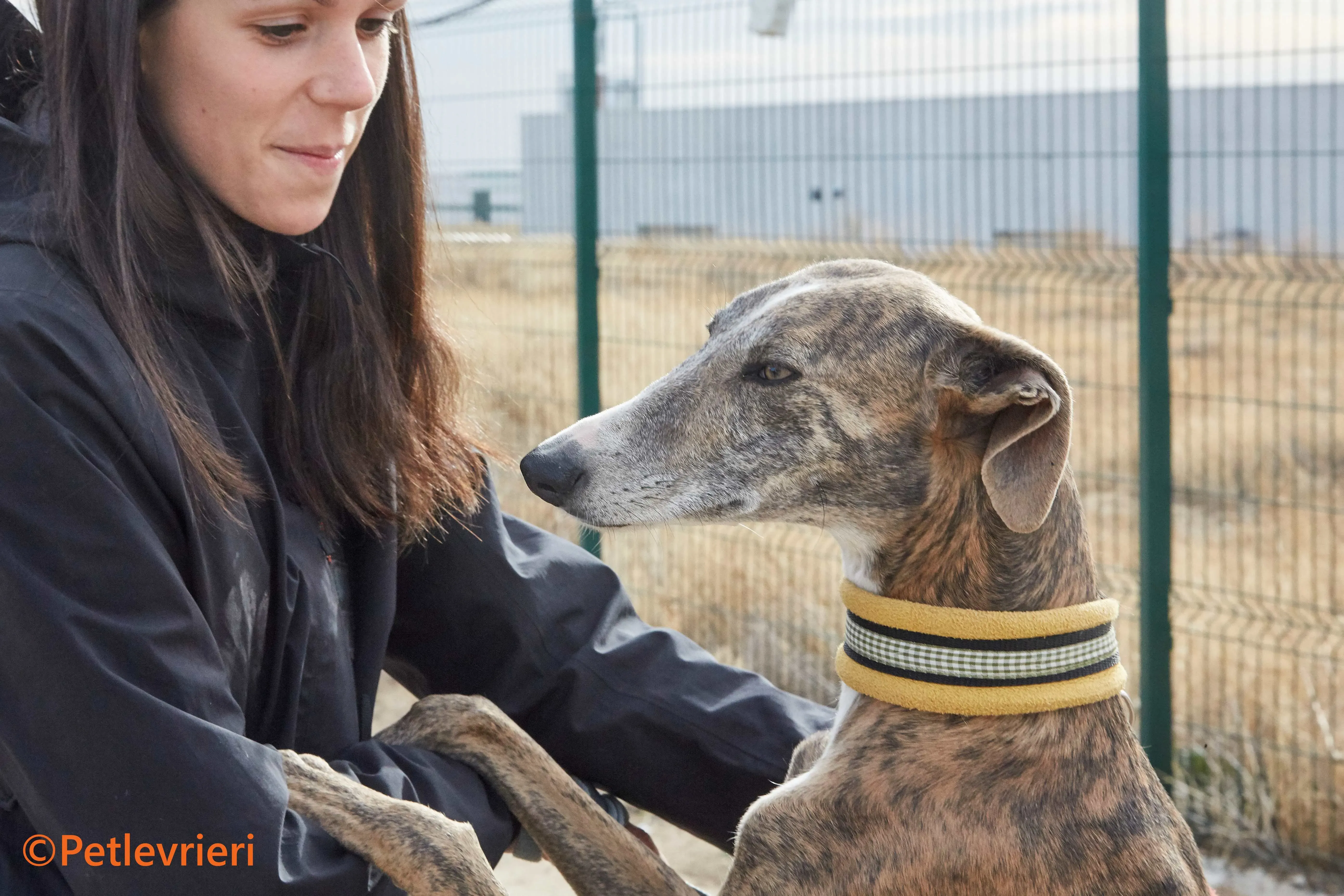 Venus galgo adozione pet levrieri onlus 4