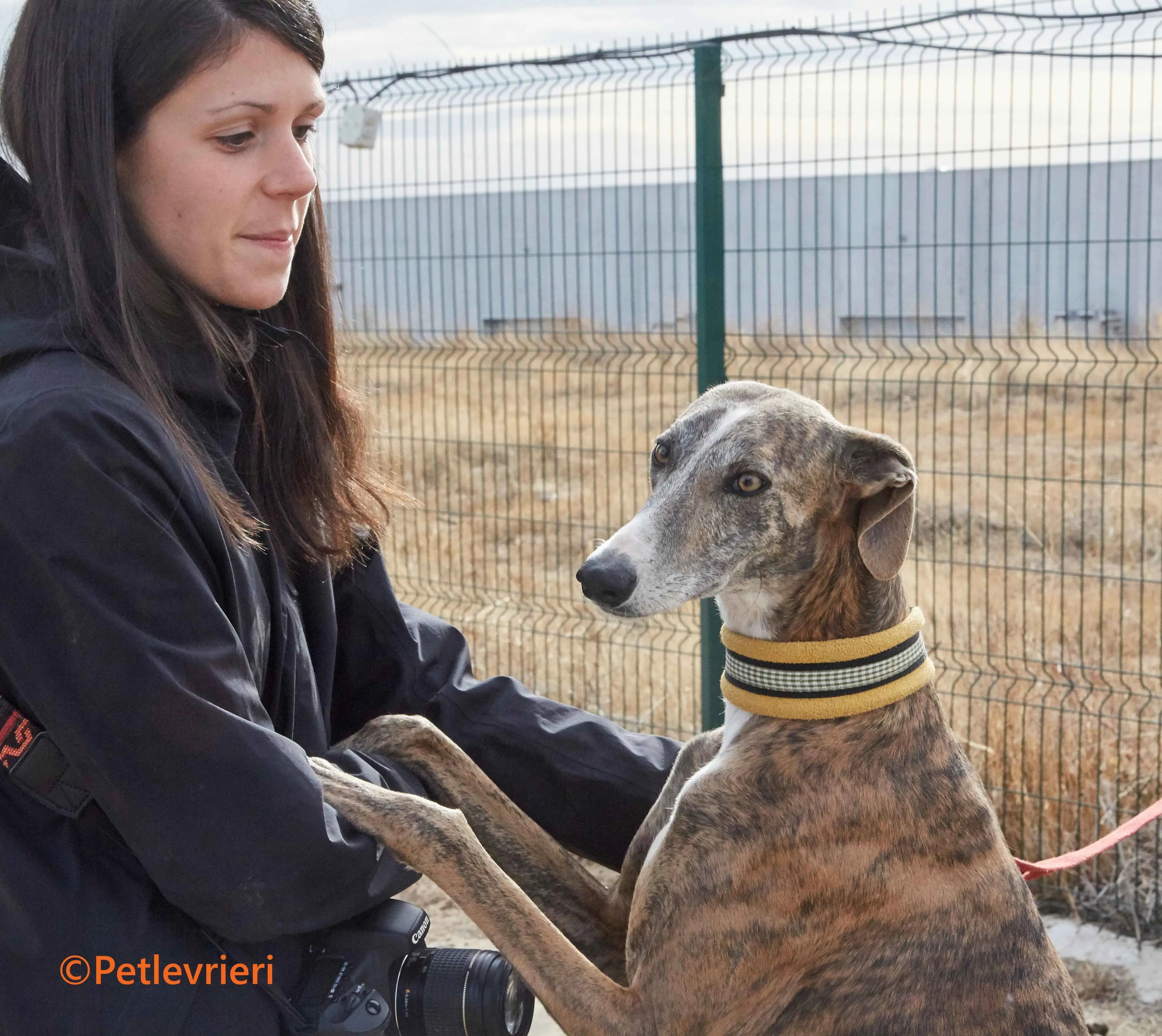 Venus galgo adozione pet levrieri onlus 5