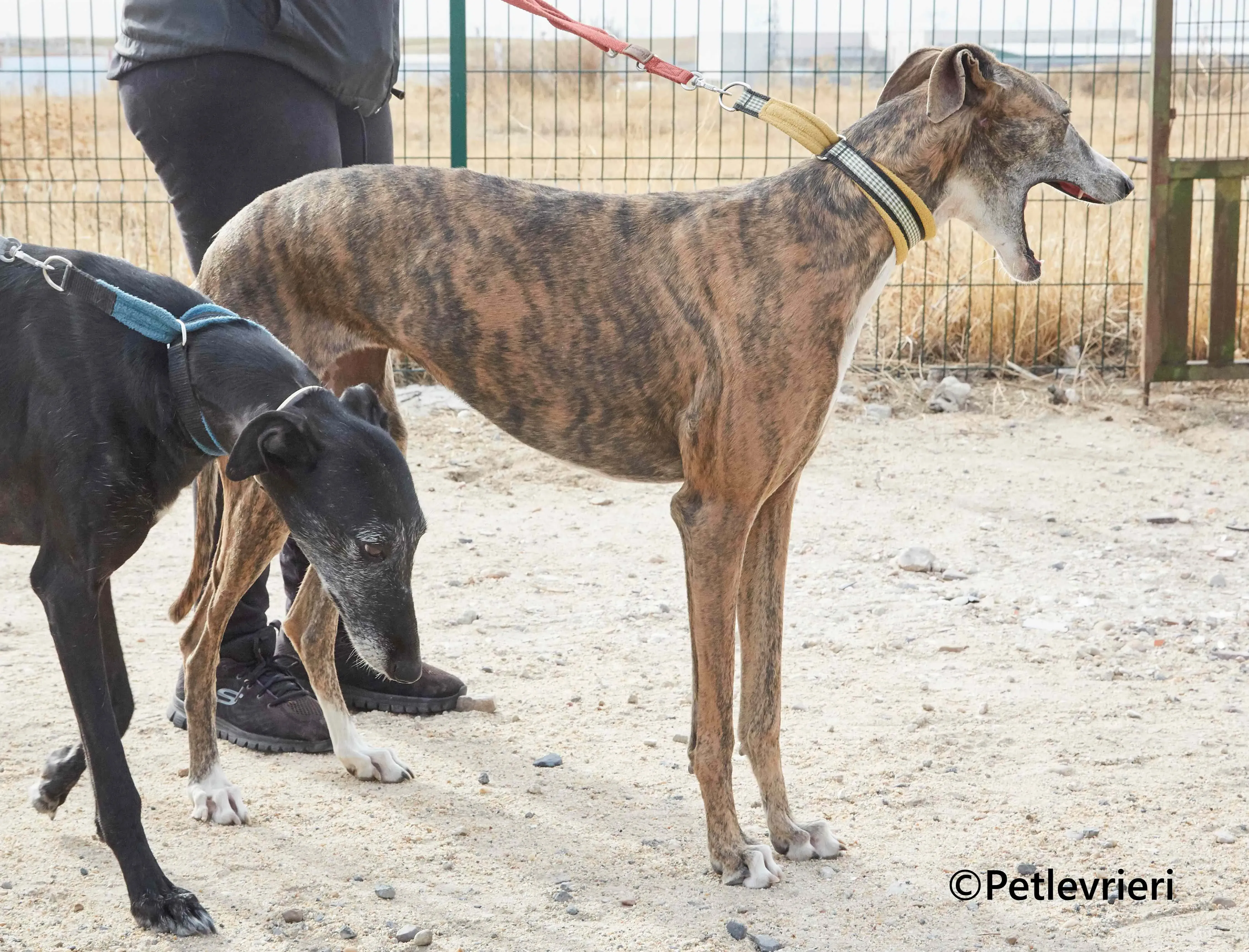 Venus galgo adozione pet levrieri onlus 6