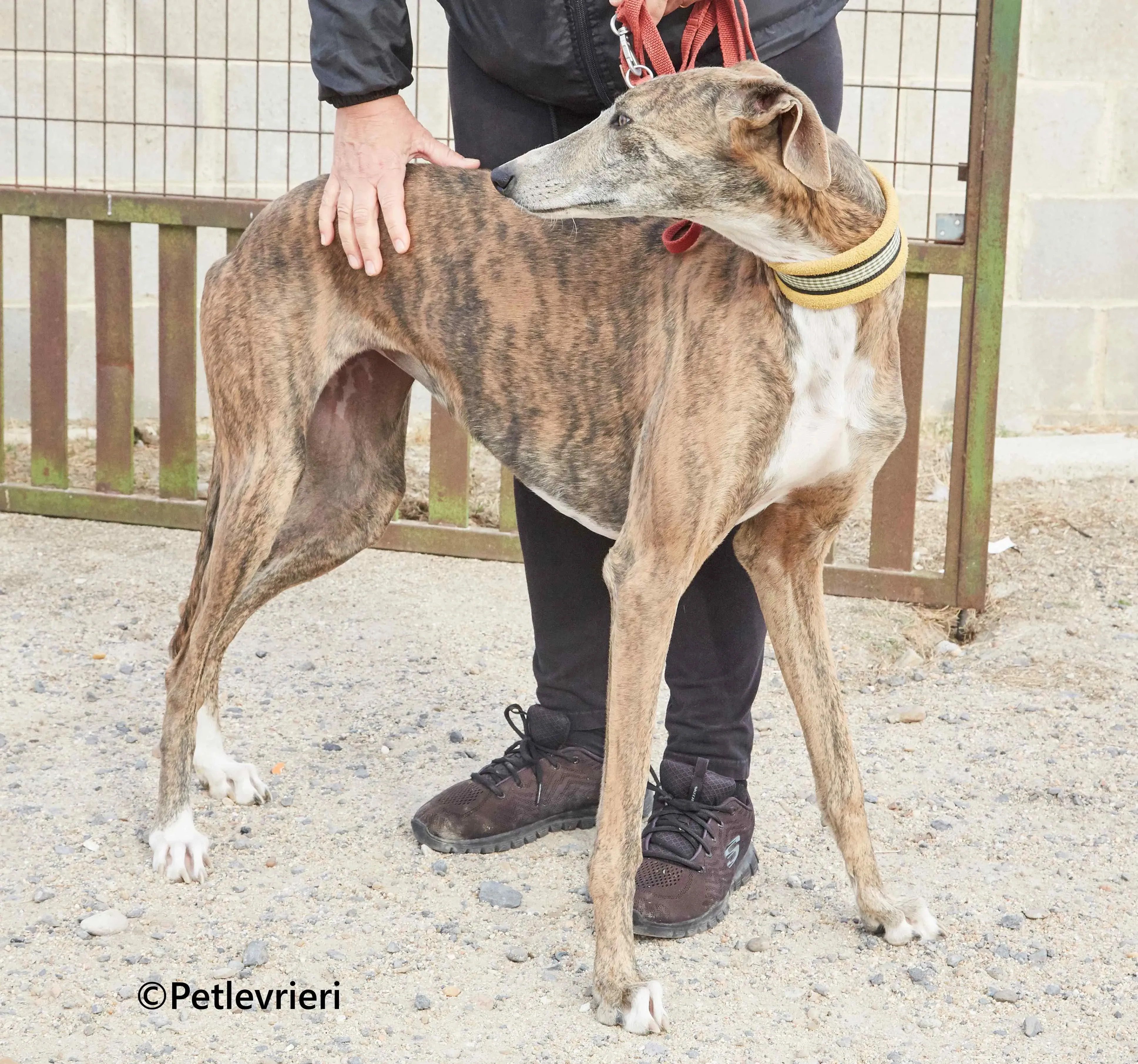 Venus galgo adozione pet levrieri onlus 7