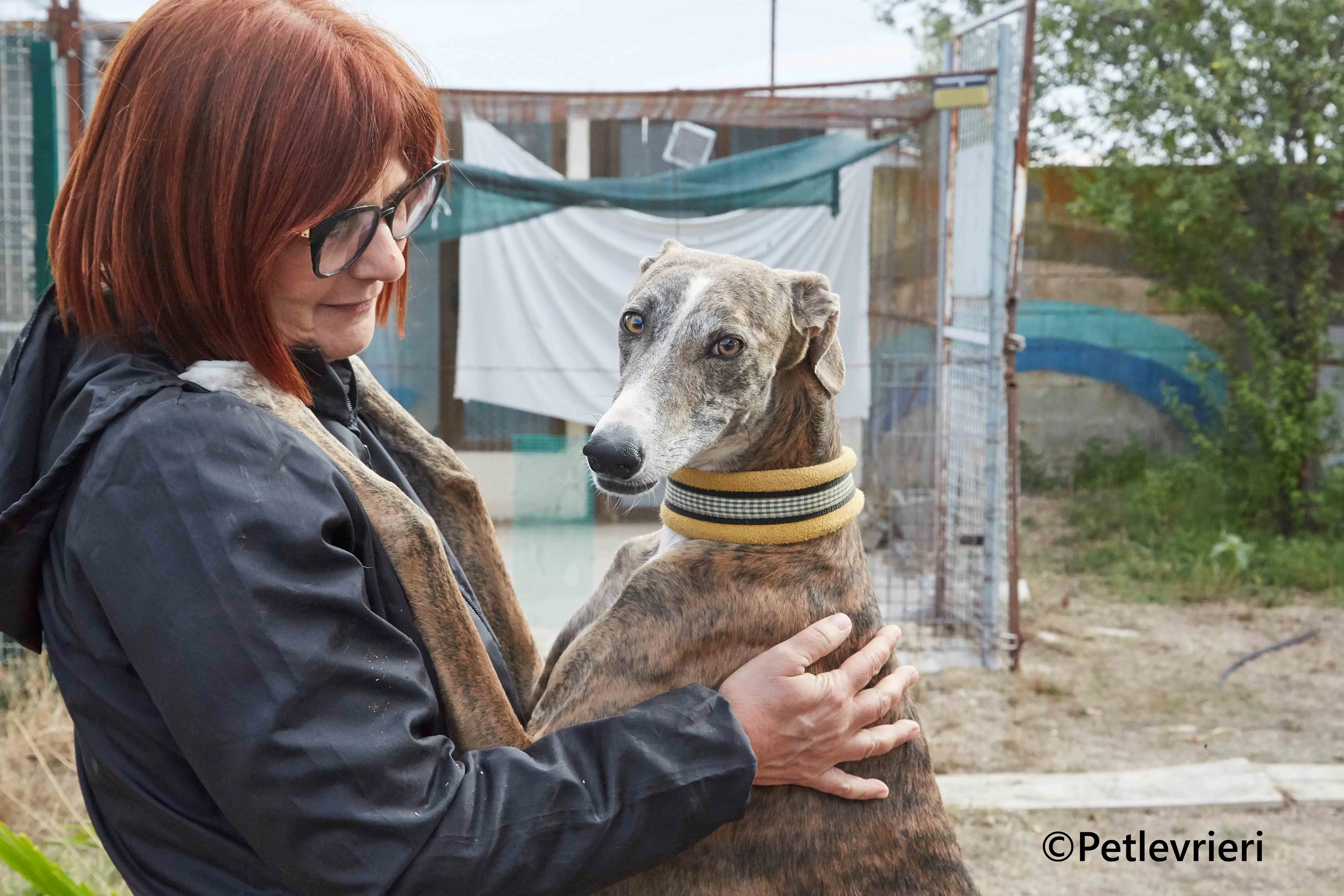 Venus galgo adozione pet levrieri onlus 8
