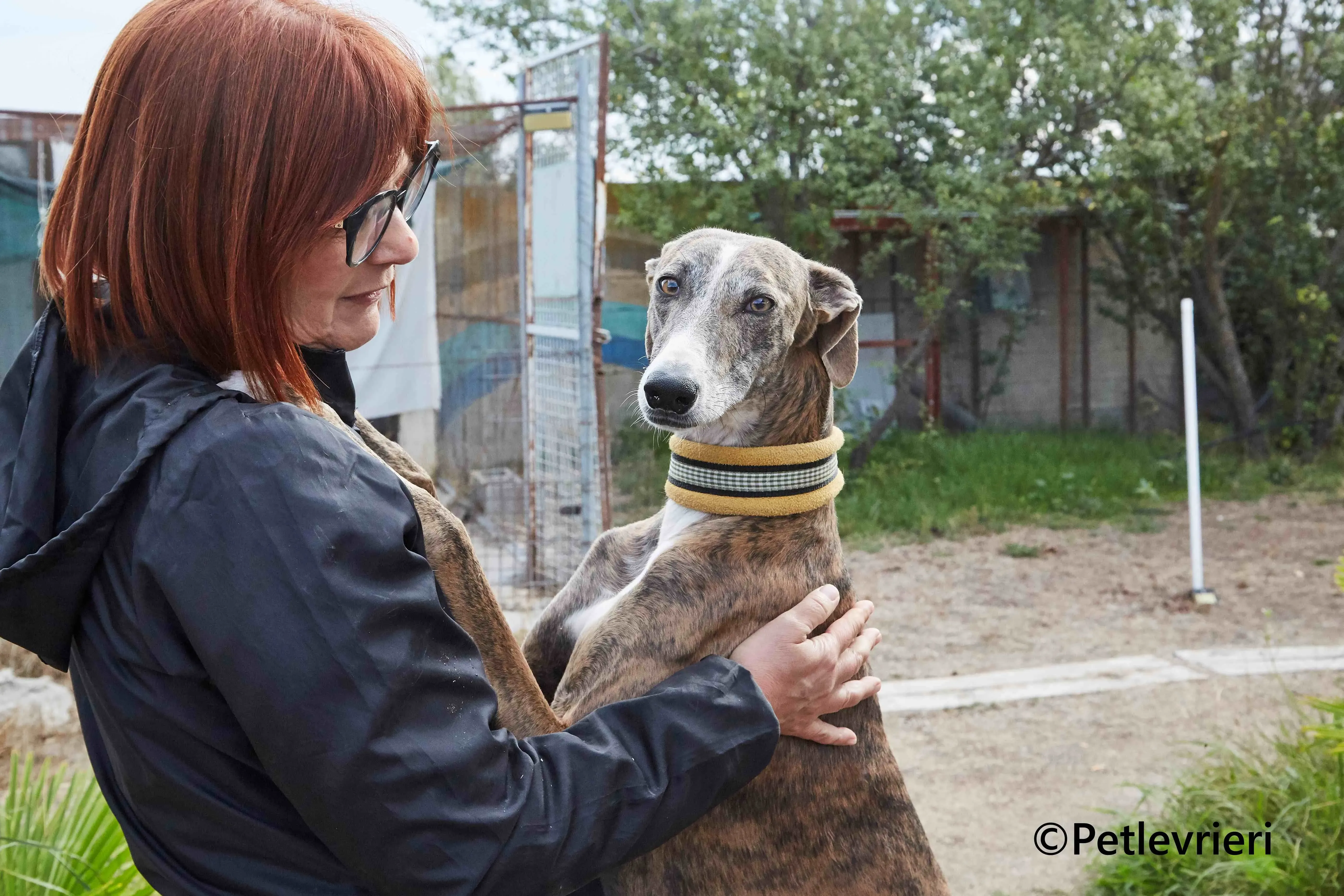 Venus galgo adozione pet levrieri onlus 9