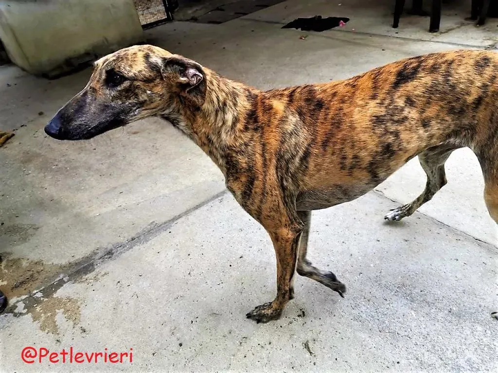 Vera adozione levieri galgo 01 1