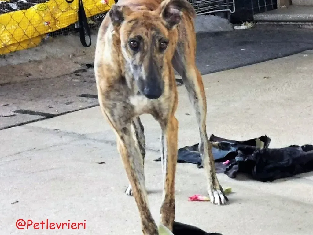 Vera adozione levieri galgo 02 1
