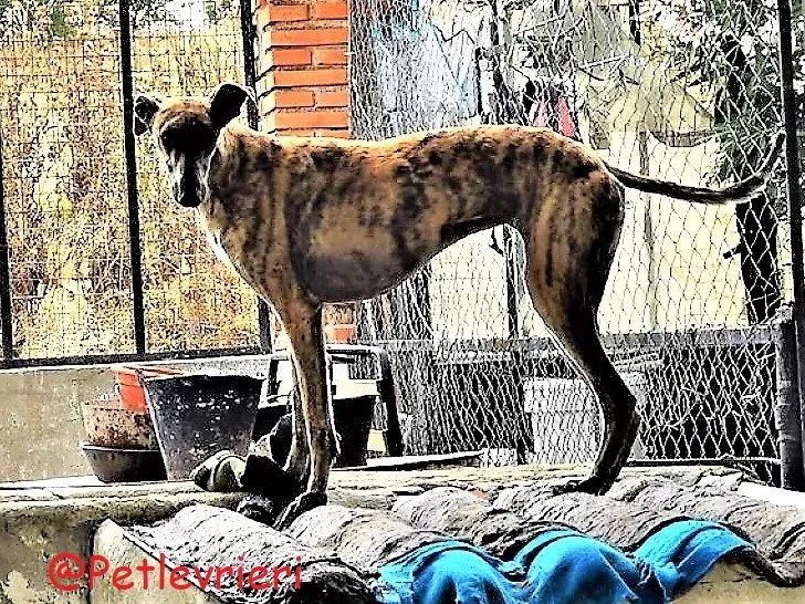 Vera adozione levieri galgo 03 1