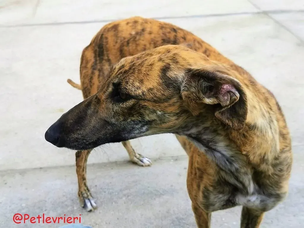 Vera adozione levieri galgo 04 1