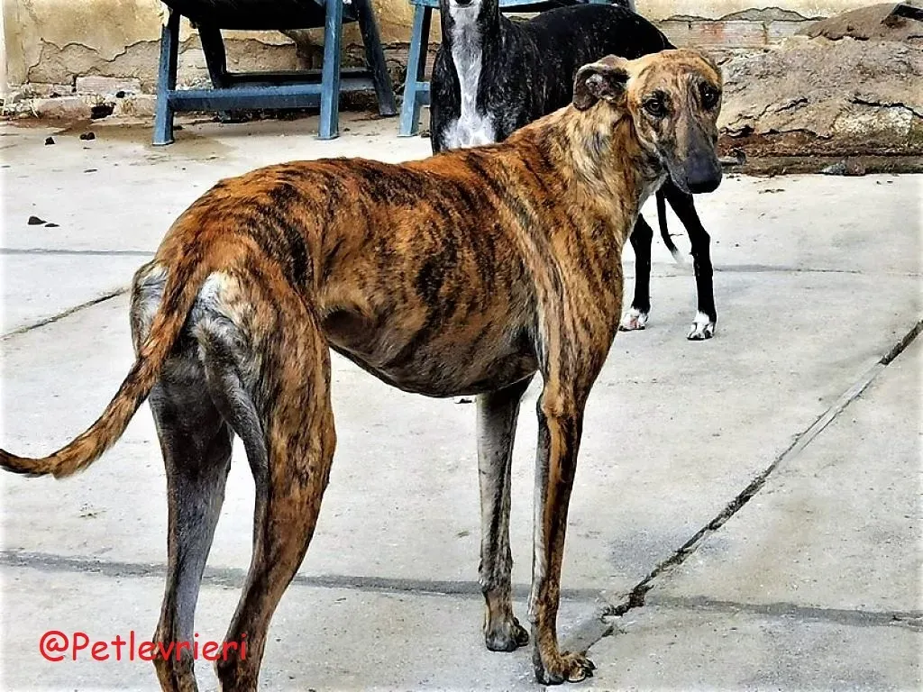 Vera adozione levieri galgo 05 1