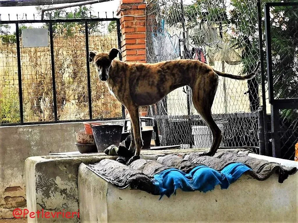 Vera adozione levieri galgo 06 1