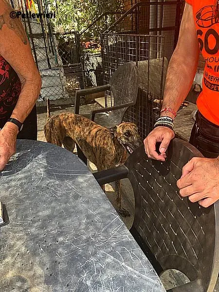 Vera adozione levrieri galgo 1