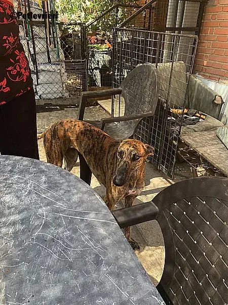 Vera adozione levrieri galgo 2