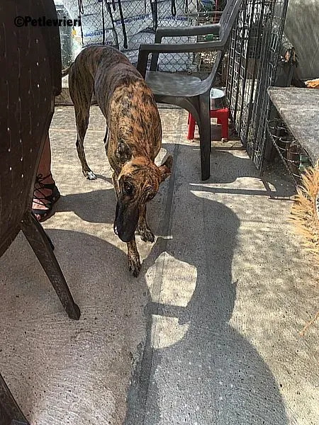 Vera adozione levrieri galgo 3