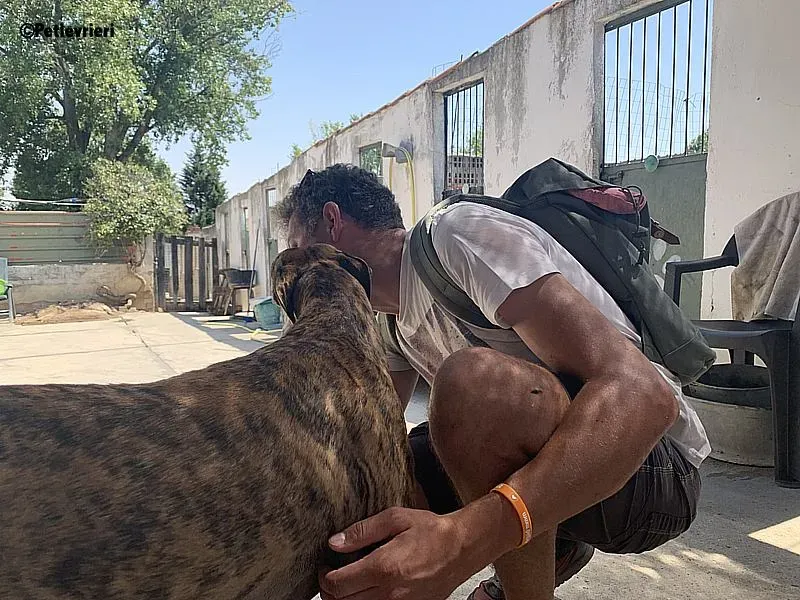 Vera adozione levrieri galgo 4