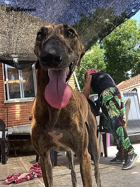 Vera adozione levrieri galgo 5