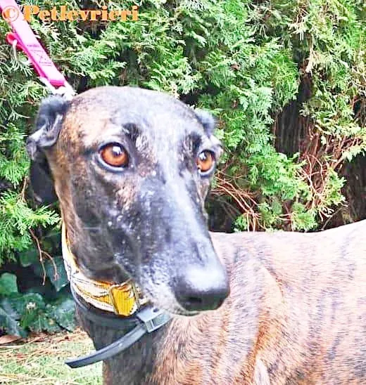 Verea galgo adozione pet levrieri onlus 1