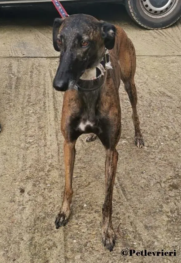 Verea galgo adozione pet levrieri onlus 10 2