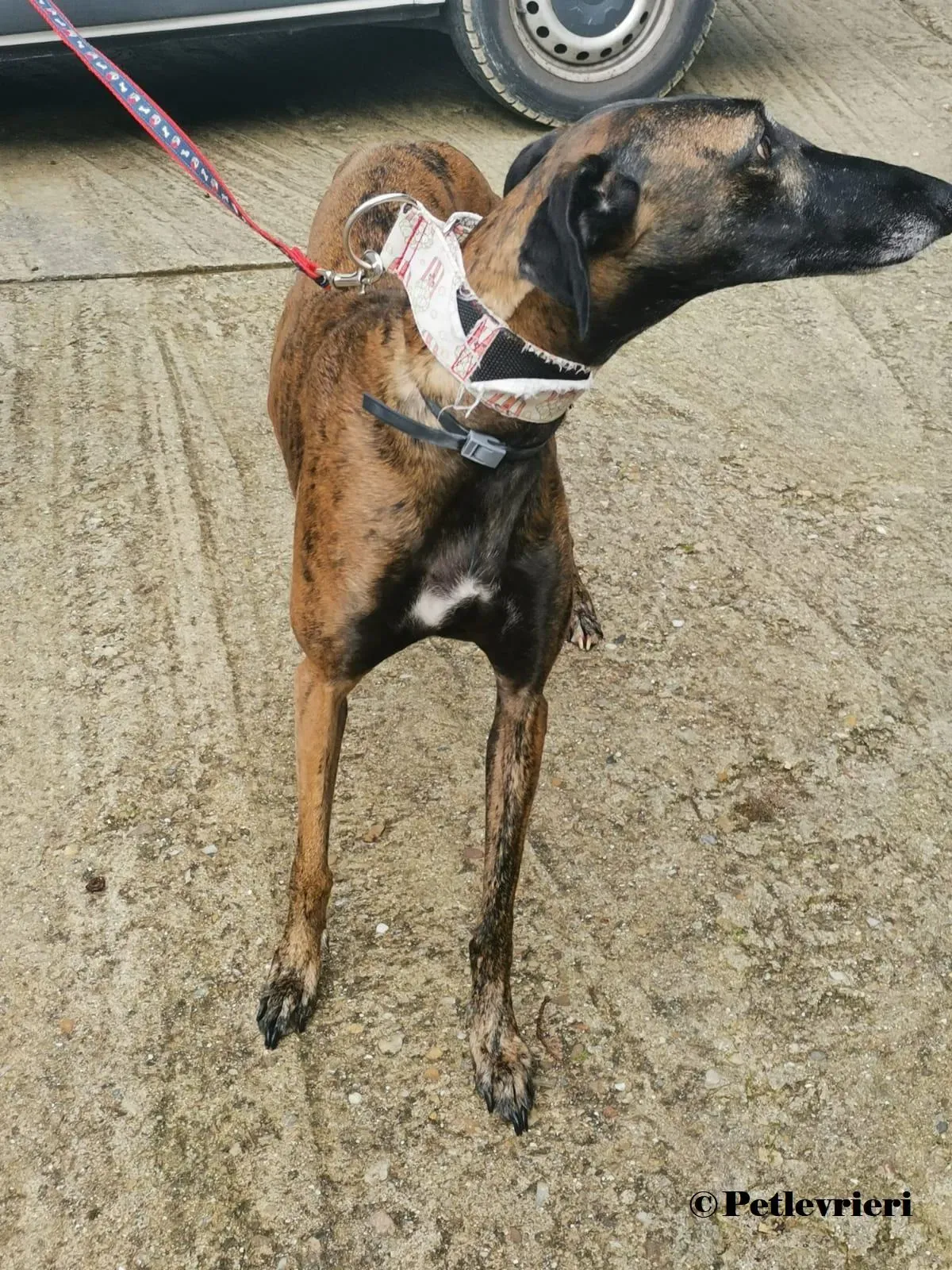 Verea galgo adozione pet levrieri onlus 11