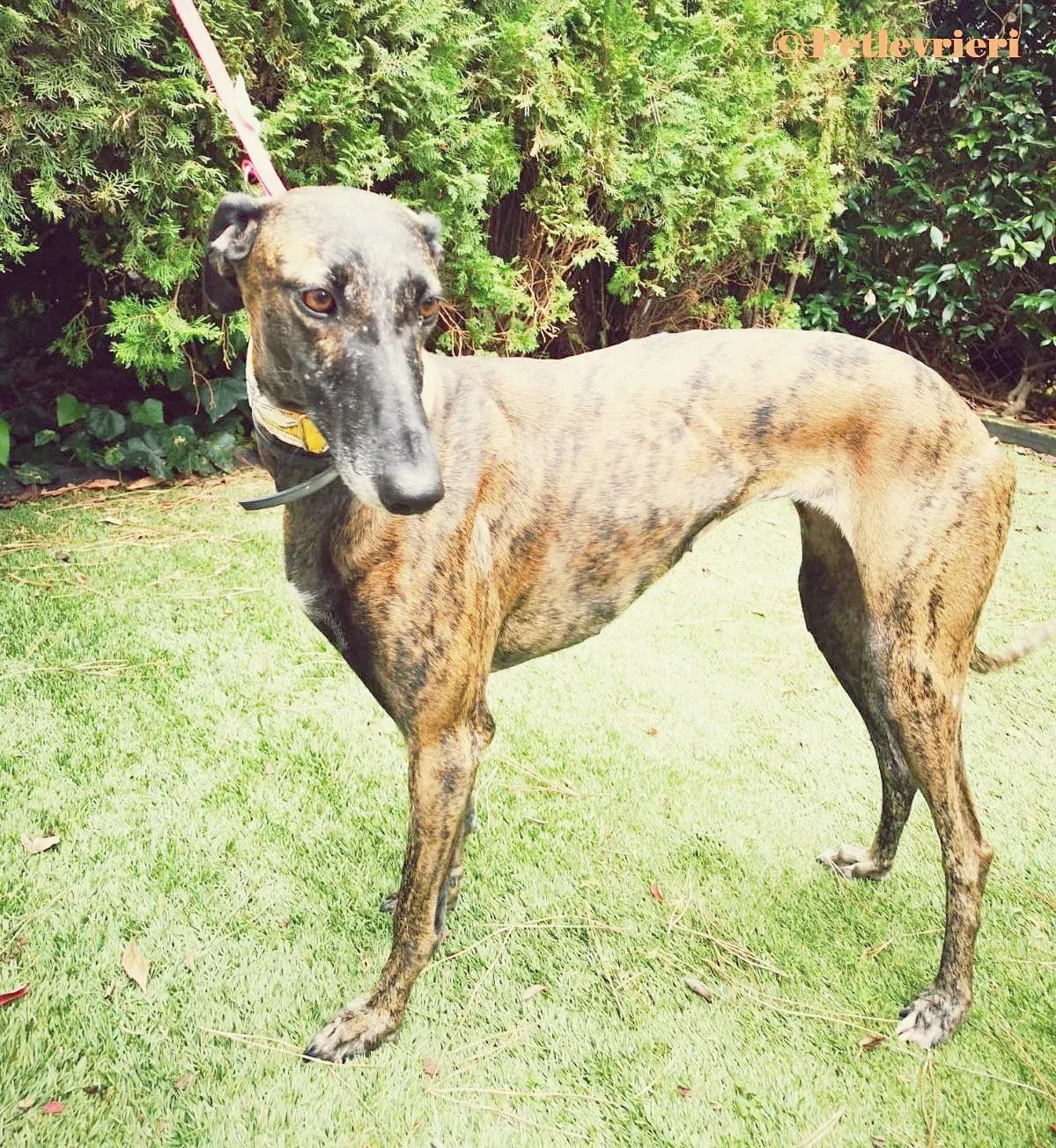 Verea galgo adozione pet levrieri onlus 2
