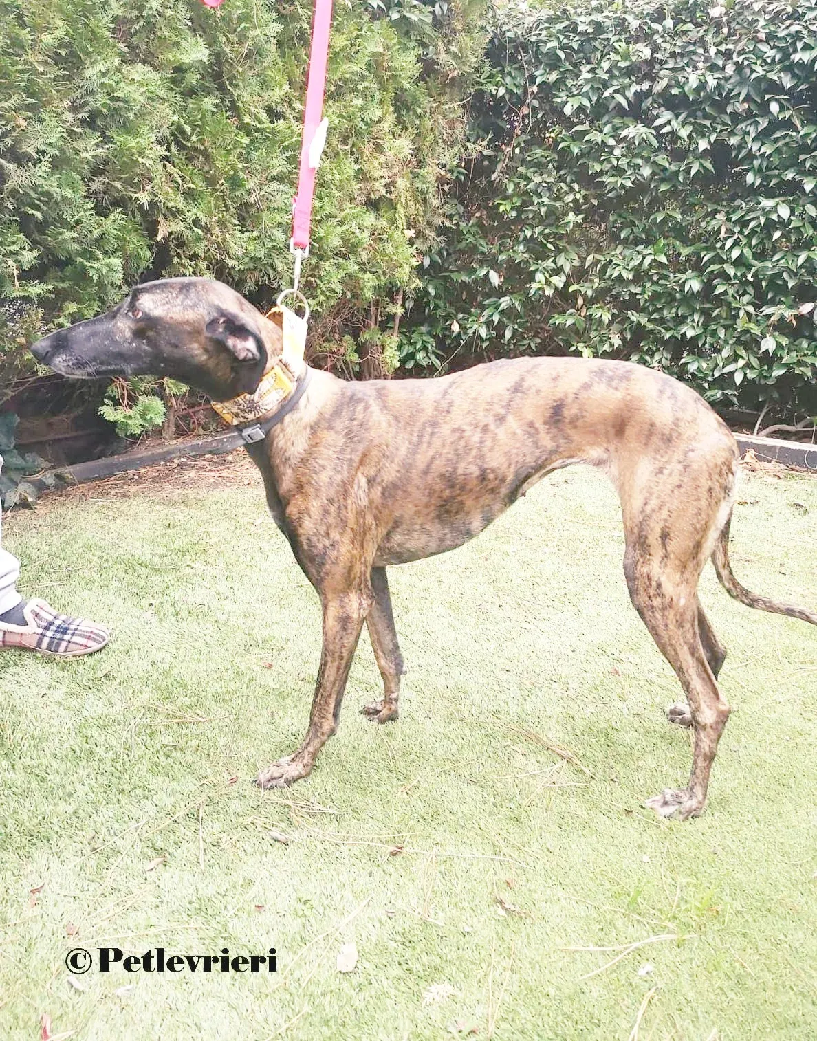 Verea galgo adozione pet levrieri onlus 3