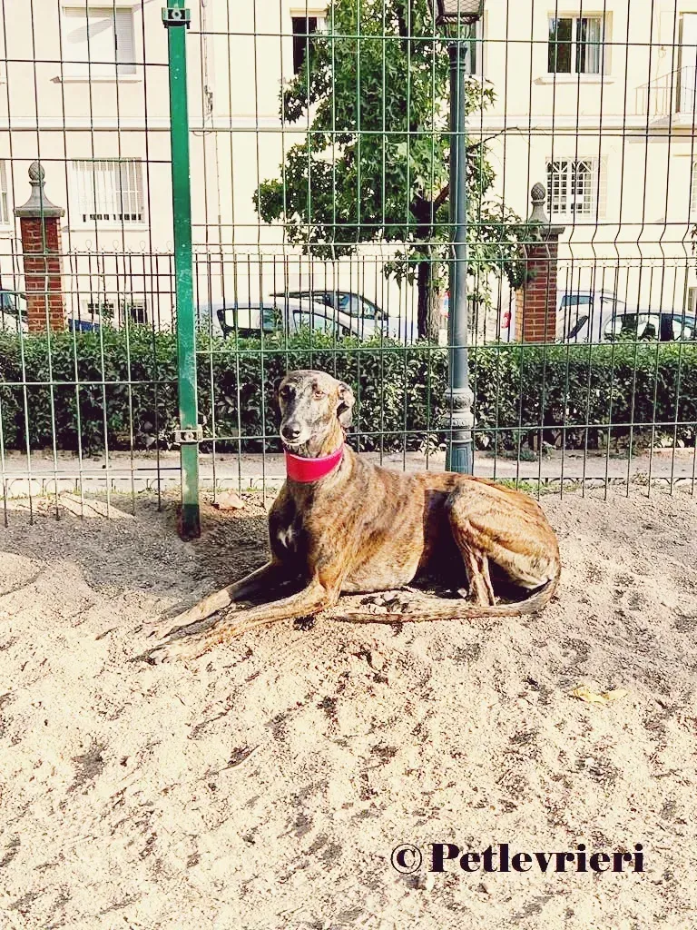 Verea galgo adozione pet levrieri onlus 4
