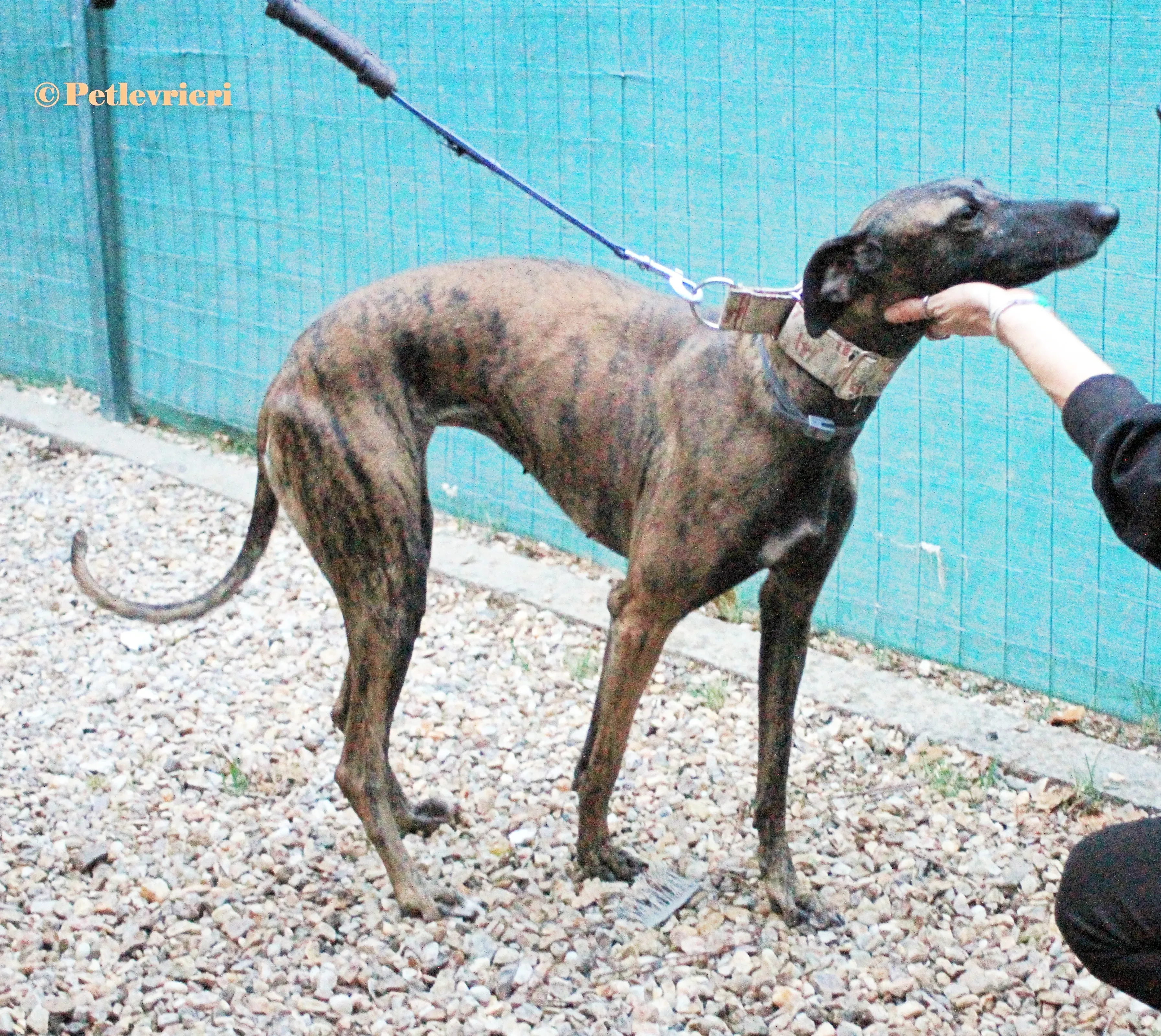 Verea galgo adozione pet levrieri onlus 5