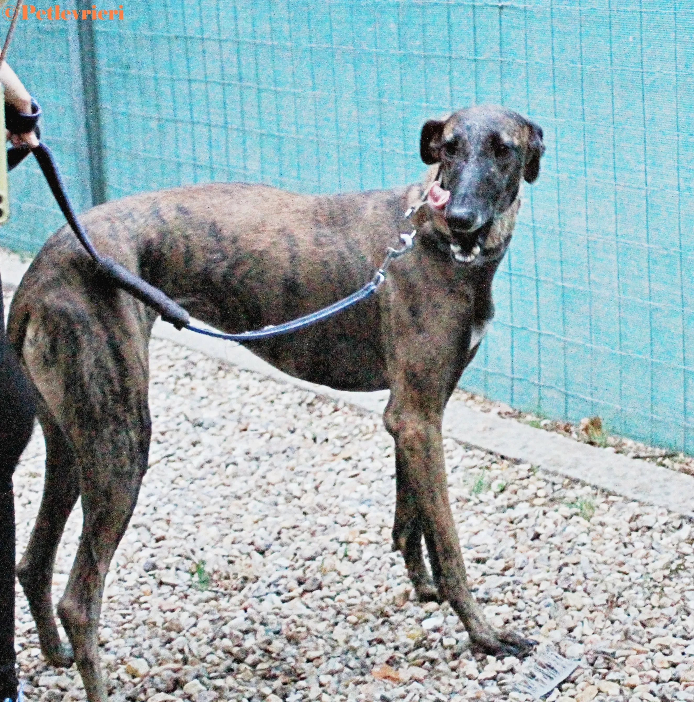 Verea galgo adozione pet levrieri onlus 6