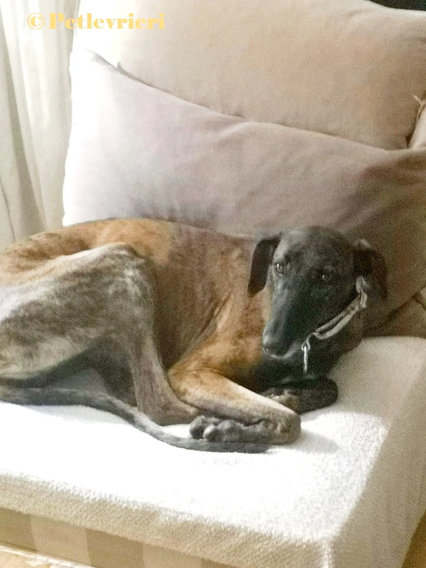 Verea galgo adozione pet levrieri onlus 7